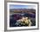 Flowers Growing on Dessert Landscape, Sonoran Desert, Anza Borrego Desert State Park, California-Adam Jones-Framed Photographic Print