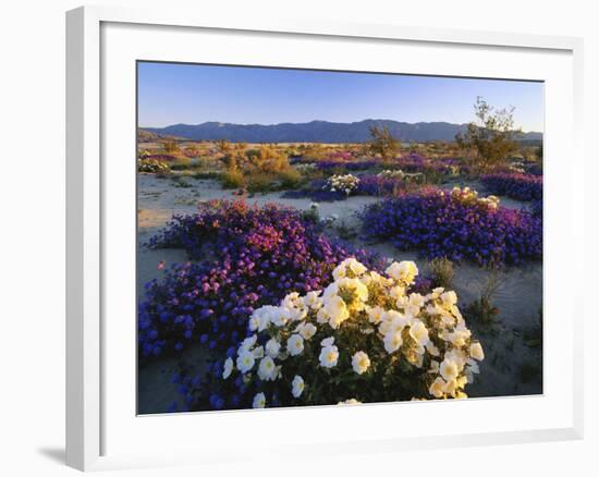 Flowers Growing on Dessert Landscape, Sonoran Desert, Anza Borrego Desert State Park, California-Adam Jones-Framed Photographic Print