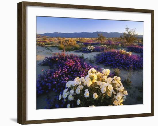 Flowers Growing on Dessert Landscape, Sonoran Desert, Anza Borrego Desert State Park, California-Adam Jones-Framed Photographic Print