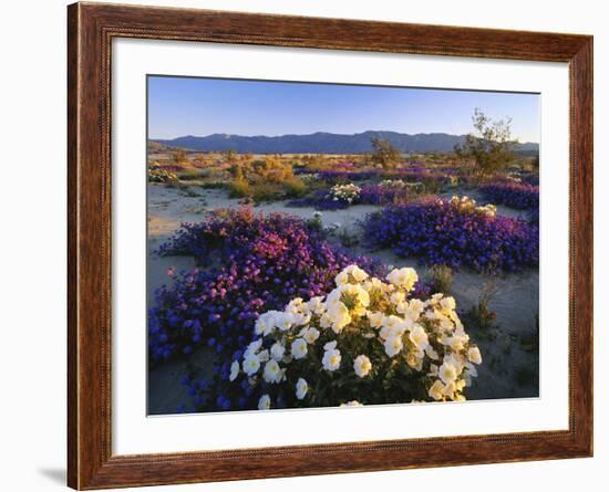 Flowers Growing on Dessert Landscape, Sonoran Desert, Anza Borrego Desert State Park, California-Adam Jones-Framed Photographic Print