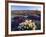 Flowers Growing on Dessert Landscape, Sonoran Desert, Anza Borrego Desert State Park, California-Adam Jones-Framed Photographic Print