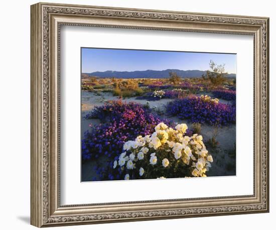 Flowers Growing on Dessert Landscape, Sonoran Desert, Anza Borrego Desert State Park, California-Adam Jones-Framed Photographic Print