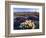 Flowers Growing on Dessert Landscape, Sonoran Desert, Anza Borrego Desert State Park, California-Adam Jones-Framed Photographic Print