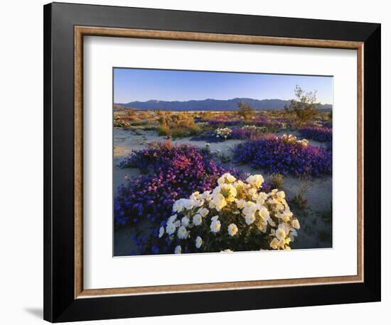 Flowers Growing on Dessert Landscape, Sonoran Desert, Anza Borrego Desert State Park, California-Adam Jones-Framed Photographic Print