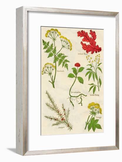 Flowers: Hemlock, Iceland Moss, Ipecacuanha, Indian Hemp, Juniper, Lovage, c1940-Unknown-Framed Giclee Print