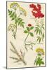 Flowers: Hemlock, Iceland Moss, Ipecacuanha, Indian Hemp, Juniper, Lovage, c1940-Unknown-Mounted Giclee Print