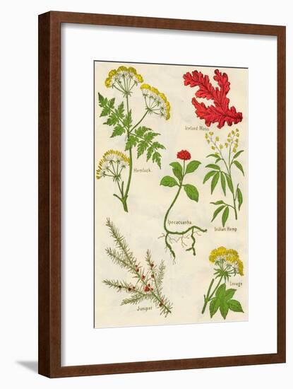 Flowers: Hemlock, Iceland Moss, Ipecacuanha, Indian Hemp, Juniper, Lovage, c1940-Unknown-Framed Giclee Print