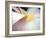 Flowers II-Jim Christensen-Framed Photographic Print