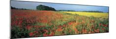 Premium Photographic Print