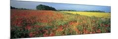 Photographic Print