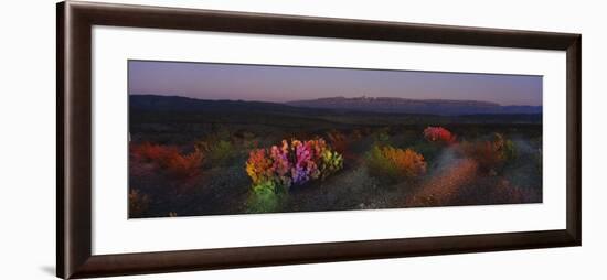 Flowers in a Field, Big Bend National Park, Texas, USA-null-Framed Photographic Print