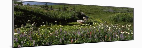 Flowers in a field, Mt Rainier National Park, Pierce County, Washington State, USA-null-Mounted Photographic Print