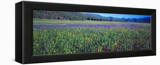 Flowers in a Field, Salmon, Idaho, USA-null-Framed Premier Image Canvas