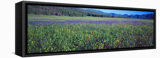 Flowers in a Field, Salmon, Idaho, USA-null-Framed Premier Image Canvas