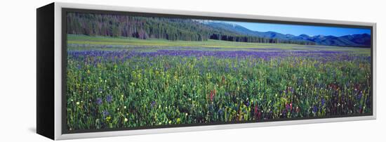 Flowers in a Field, Salmon, Idaho, USA-null-Framed Premier Image Canvas