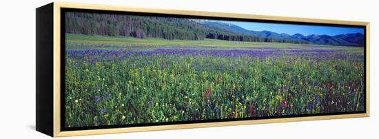 Flowers in a Field, Salmon, Idaho, USA-null-Framed Premier Image Canvas