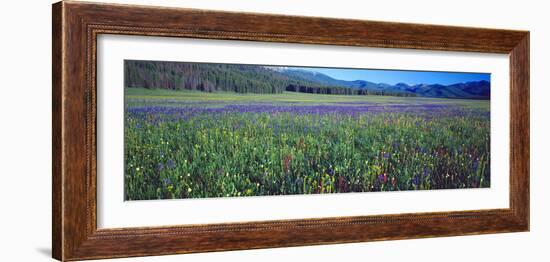 Flowers in a Field, Salmon, Idaho, USA-null-Framed Photographic Print