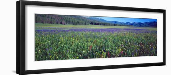 Flowers in a Field, Salmon, Idaho, USA-null-Framed Photographic Print