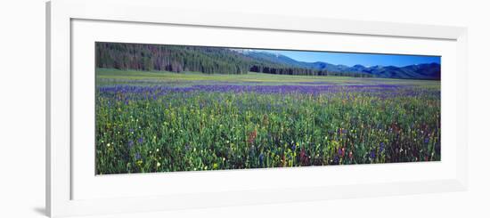 Flowers in a Field, Salmon, Idaho, USA-null-Framed Photographic Print