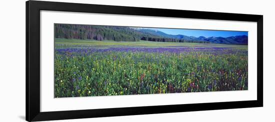 Flowers in a Field, Salmon, Idaho, USA-null-Framed Photographic Print