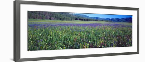 Flowers in a Field, Salmon, Idaho, USA-null-Framed Photographic Print