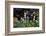 Flowers in a garden-Richard Bryant-Framed Photo