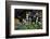 Flowers in a garden-Richard Bryant-Framed Photo