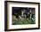 Flowers in a garden-Richard Bryant-Framed Photo