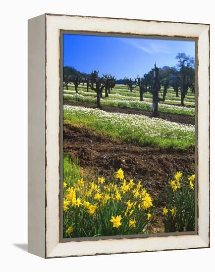 Flowers in a Vineyard at the Sausal Winery, Sonoma County, California, USA-John Alves-Framed Premier Image Canvas