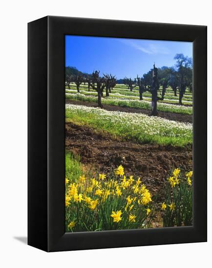 Flowers in a Vineyard at the Sausal Winery, Sonoma County, California, USA-John Alves-Framed Premier Image Canvas