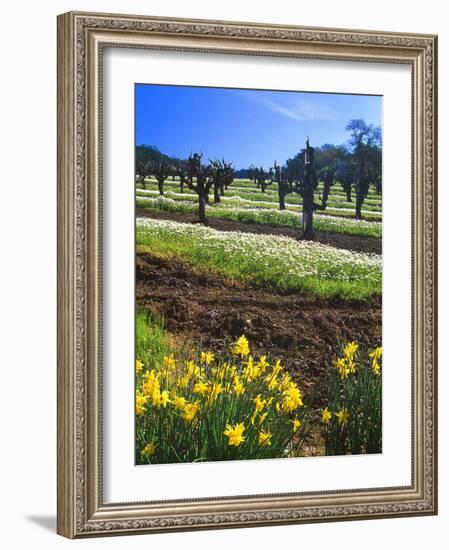 Flowers in a Vineyard at the Sausal Winery, Sonoma County, California, USA-John Alves-Framed Photographic Print