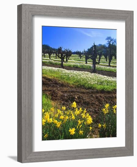 Flowers in a Vineyard at the Sausal Winery, Sonoma County, California, USA-John Alves-Framed Photographic Print