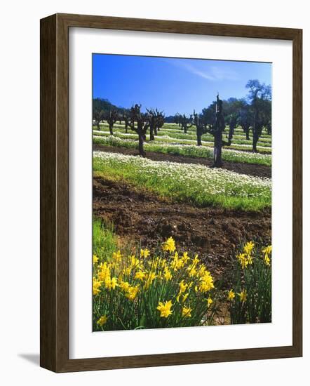 Flowers in a Vineyard at the Sausal Winery, Sonoma County, California, USA-John Alves-Framed Photographic Print