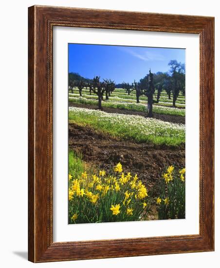 Flowers in a Vineyard at the Sausal Winery, Sonoma County, California, USA-John Alves-Framed Photographic Print