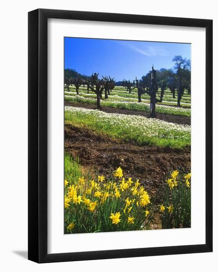 Flowers in a Vineyard at the Sausal Winery, Sonoma County, California, USA-John Alves-Framed Photographic Print