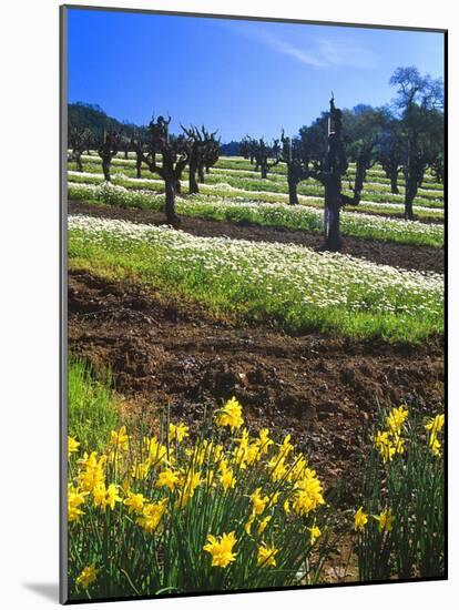 Flowers in a Vineyard at the Sausal Winery, Sonoma County, California, USA-John Alves-Mounted Photographic Print