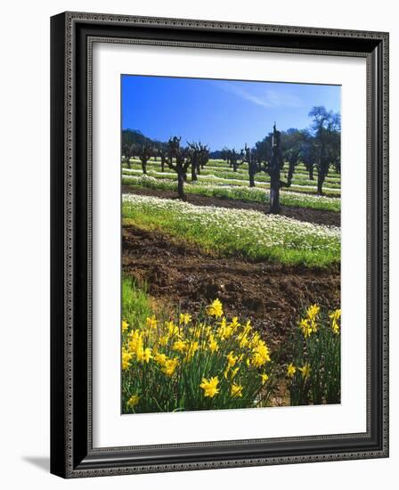 Flowers in a Vineyard at the Sausal Winery, Sonoma County, California, USA-John Alves-Framed Photographic Print