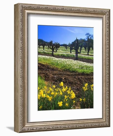 Flowers in a Vineyard at the Sausal Winery, Sonoma County, California, USA-John Alves-Framed Photographic Print