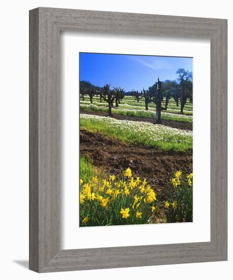 Flowers in a Vineyard at the Sausal Winery, Sonoma County, California, USA-John Alves-Framed Photographic Print