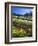 Flowers in a Vineyard at the Sausal Winery, Sonoma County, California, USA-John Alves-Framed Photographic Print