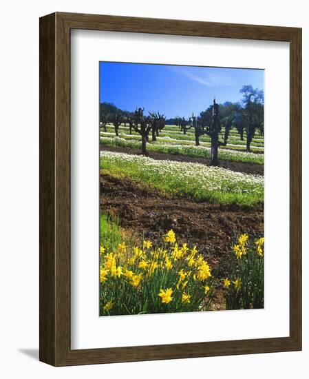 Flowers in a Vineyard at the Sausal Winery, Sonoma County, California, USA-John Alves-Framed Photographic Print