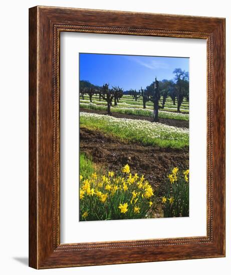 Flowers in a Vineyard at the Sausal Winery, Sonoma County, California, USA-John Alves-Framed Photographic Print