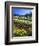 Flowers in a Vineyard at the Sausal Winery, Sonoma County, California, USA-John Alves-Framed Photographic Print