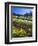 Flowers in a Vineyard at the Sausal Winery, Sonoma County, California, USA-John Alves-Framed Photographic Print