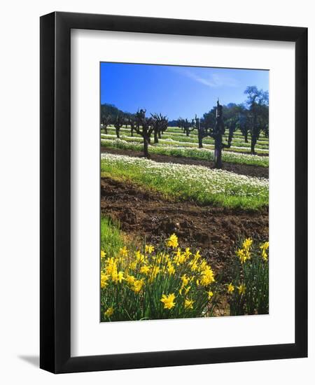 Flowers in a Vineyard at the Sausal Winery, Sonoma County, California, USA-John Alves-Framed Photographic Print