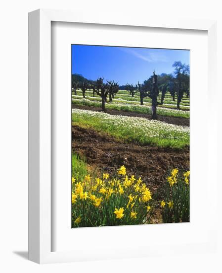 Flowers in a Vineyard at the Sausal Winery, Sonoma County, California, USA-John Alves-Framed Photographic Print