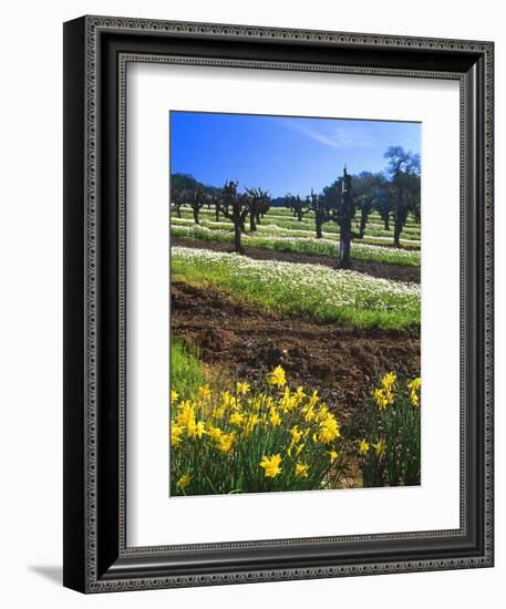 Flowers in a Vineyard at the Sausal Winery, Sonoma County, California, USA-John Alves-Framed Photographic Print