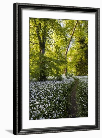 Flowers in a Woods Near Badbury Hill, Oxford, Oxfordshire, England, United Kingdom, Europe-Matthew Williams-Ellis-Framed Photographic Print