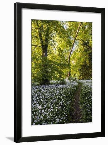 Flowers in a Woods Near Badbury Hill, Oxford, Oxfordshire, England, United Kingdom, Europe-Matthew Williams-Ellis-Framed Photographic Print