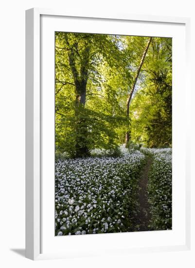 Flowers in a Woods Near Badbury Hill, Oxford, Oxfordshire, England, United Kingdom, Europe-Matthew Williams-Ellis-Framed Photographic Print
